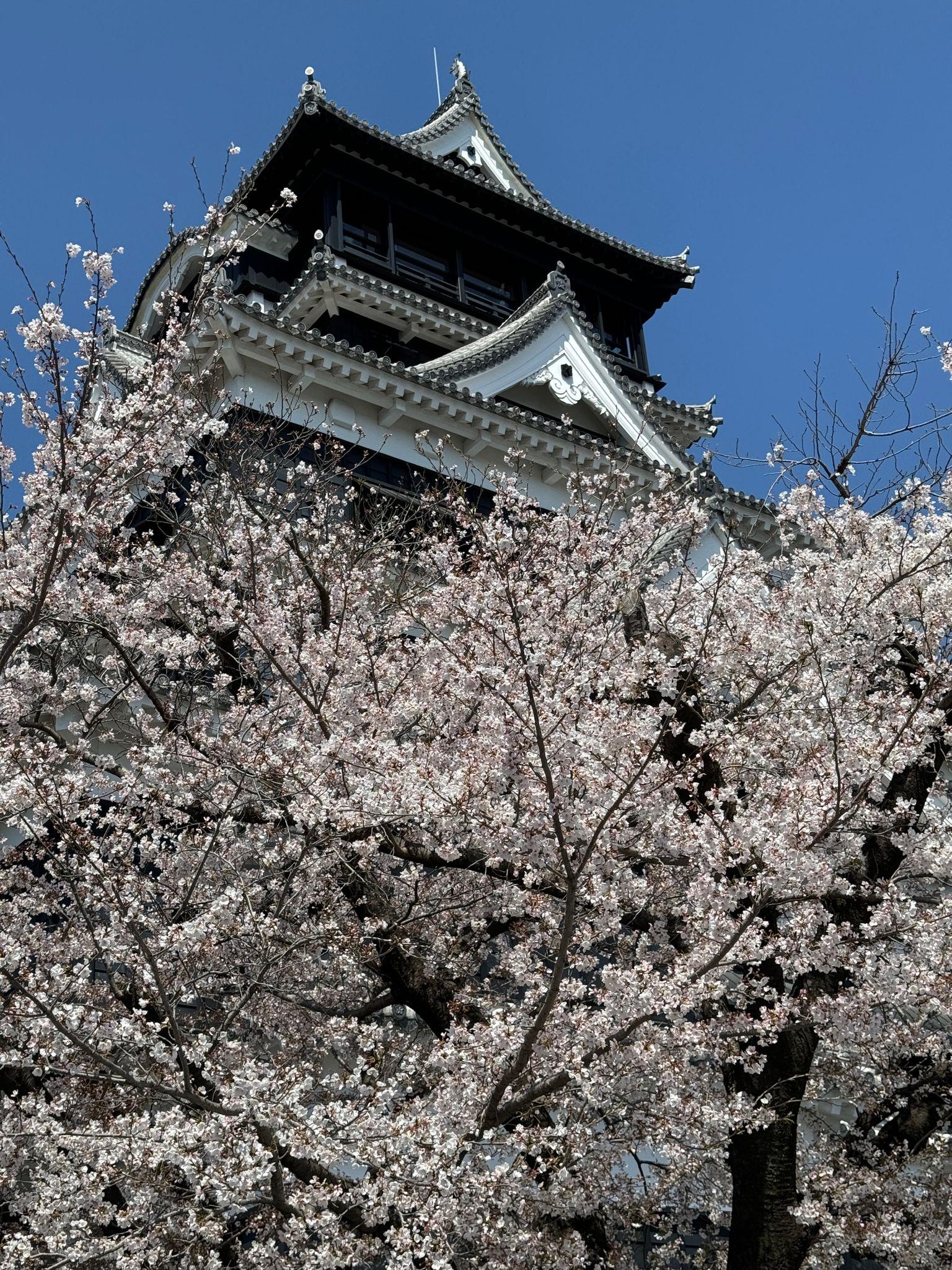 299桜と天守閣