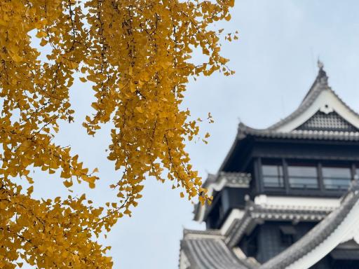 300銀杏と天守閣