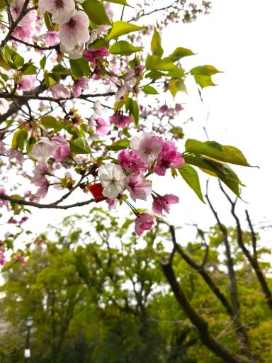 311新種の桜　八十姫