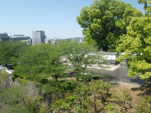 飯田丸の木々